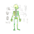 Anatomy.png